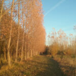 Colorado Casino Nights en Fort Collins